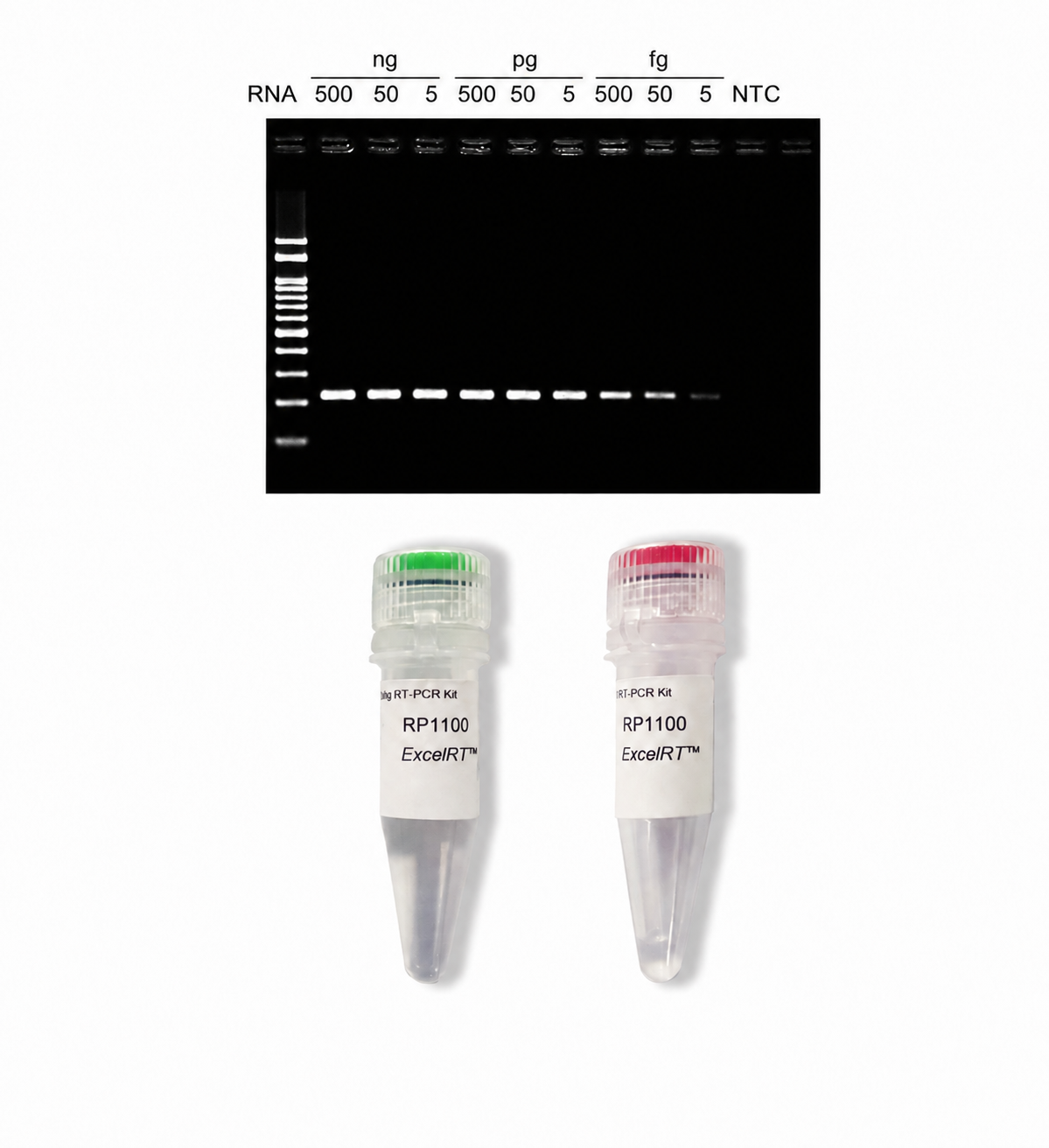 ExcelRT™ One-Step RT-PCR Kit, 50 RXN