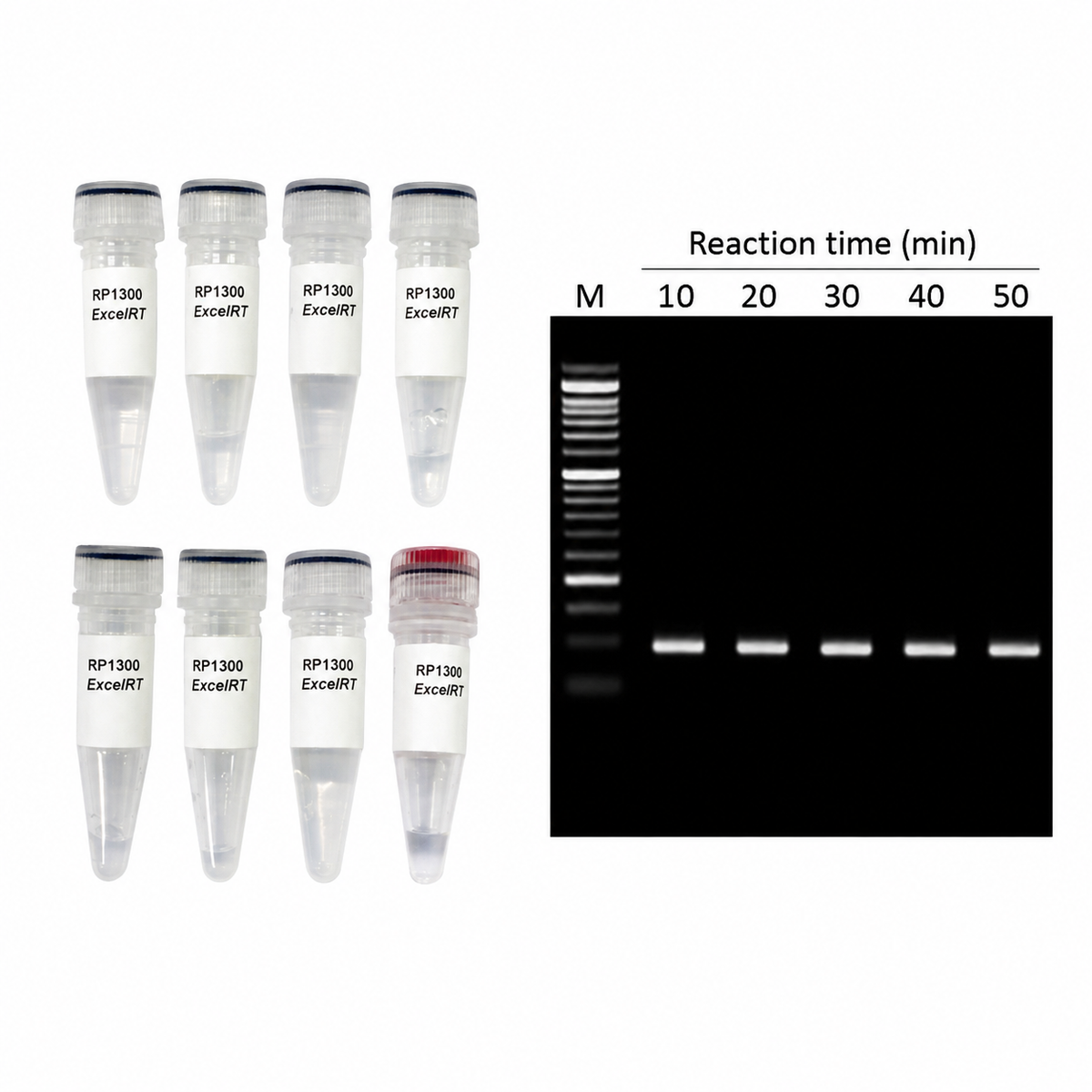 ExcelRT™ Reverse Transcription Kit, 100 RXN