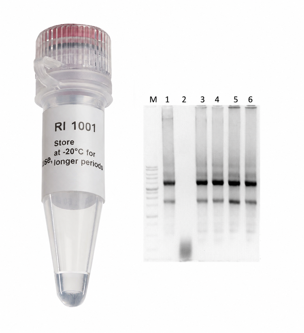 RNAok™ RNase Inhibitor, 20 U/µL, 2,000 U × 5