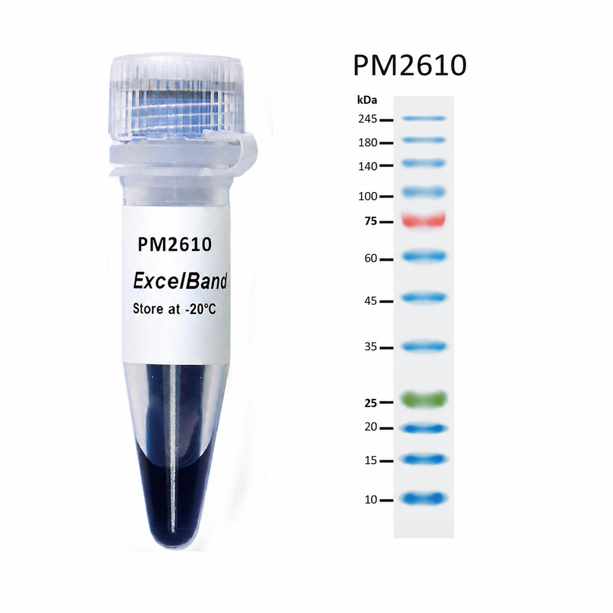 ExcelBand™ Enhanced 3-Colour High-Range Protein Marker, 250 µL × 2