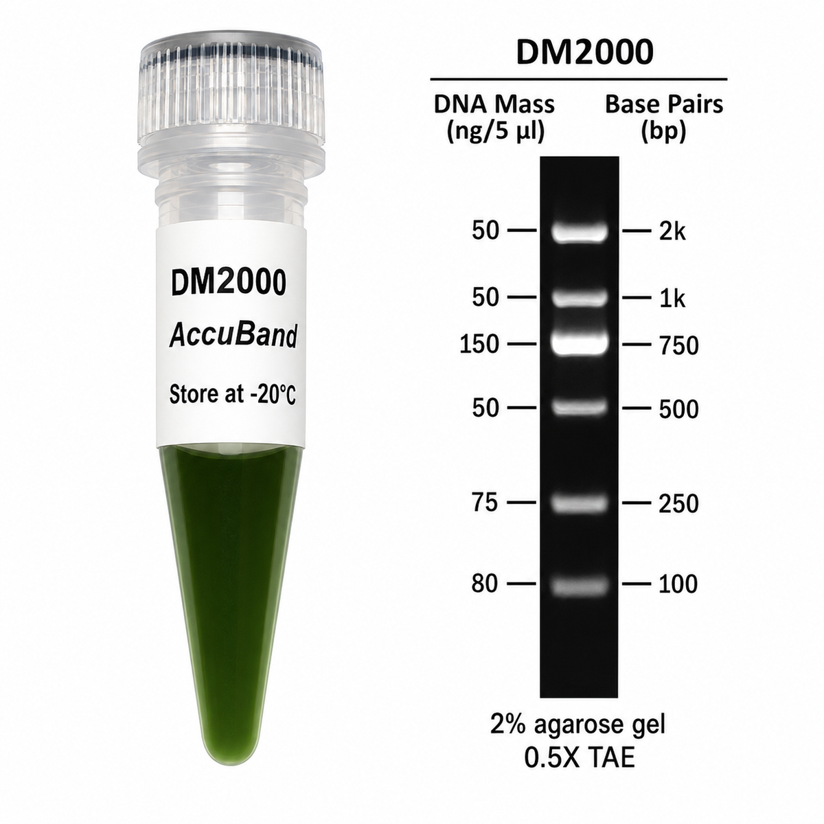 AccuBand™ 100 bp DNA Marker II, 100 bp–2 kb, 500 µL