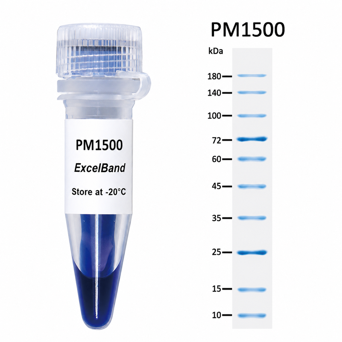 ExcelBand™ All Blue Protein Marker, 9–180 kDa, 2 × 250 µL
