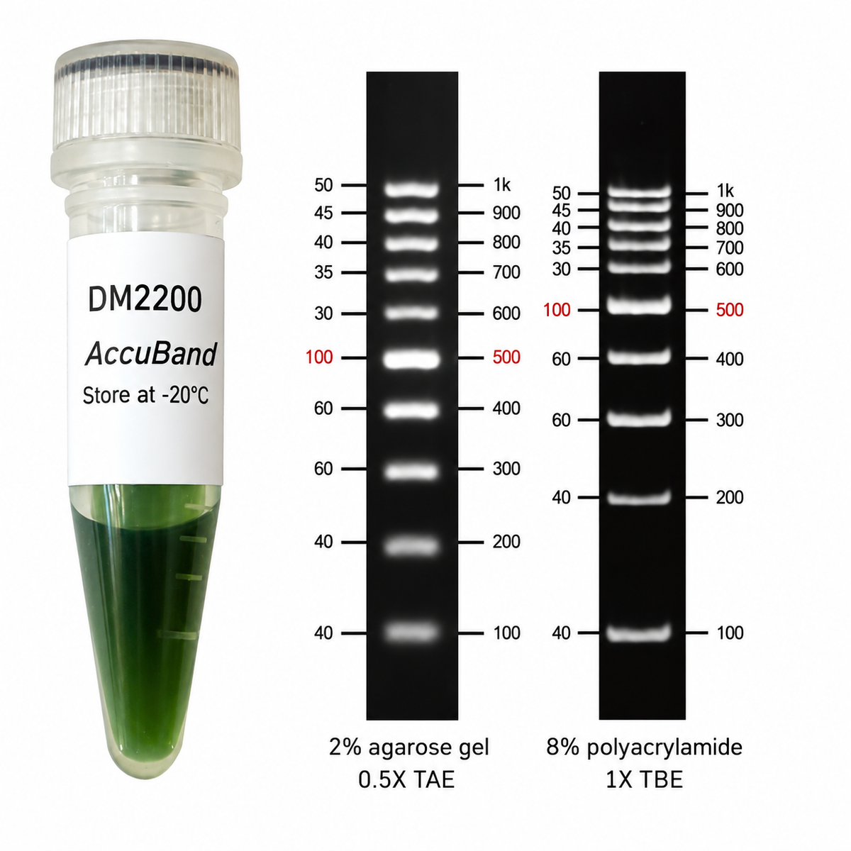 AccuBand™ 100 bp DNA Ladder II, 100 bp–1 kb, 500 µL