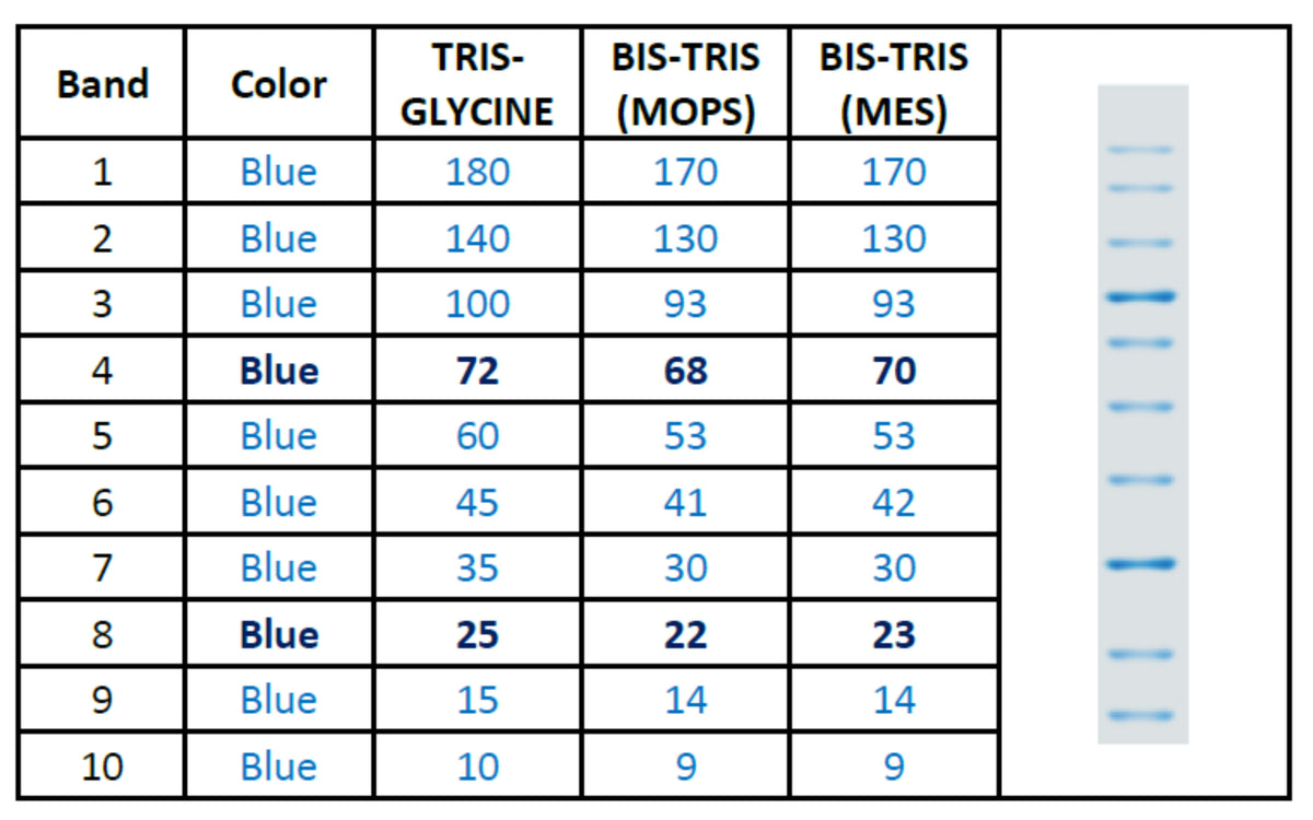 ExcelBand™ All Blue Protein Marker, 9–180 kDa, 2 × 250 µL